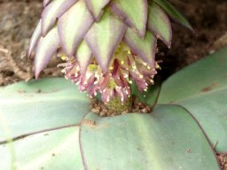 Eucomis schijffii pale plant, spotted stalk